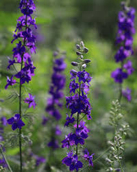QIS? Dark Blue – Larkspur Seed