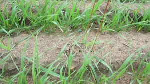 Bromus Grass – Ornamental Grass Seed
