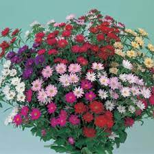 Serenade Mix – China Aster Seed