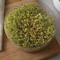 Broccoli, Sano Verde Max – Organic Sprouting Seeds