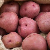 Certified Seed Potato- Ruby Lou