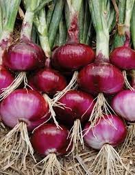 Onion- Red Odourless