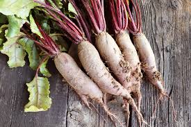 Formanova – Organic Beet Seed