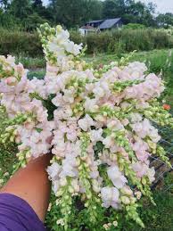 Costa Silver – Snapdragon Seed