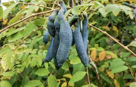 Sky Blue Cucumber Vegetable Seeds for Planting, heirloom & Non-GMO Seeds