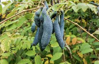 Sky Blue Cucumber Vegetable Seeds for Planting, heirloom & Non-GMO Seeds