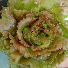 Magenta – Lettuce Seed