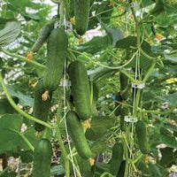 Qwerty – Cucumber Seed