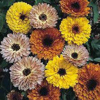 Calendula- Touch of Red Mix
