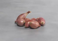 Innovator – Shallot Seed