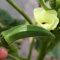 Terrace Vegetables View Fruit Plant Okra Kidney Seeds