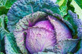 Cabbage- Red Acre