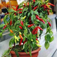 Chilli Hybrid Vasudha Vegetable Seeds