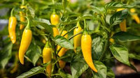 Mojo – Organic Aji Pepper Seed