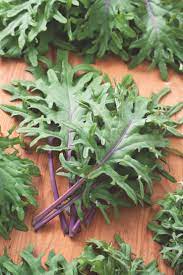 Kale Red Russian Vegetable Seeds