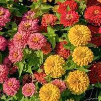 Sunbow Mix – Zinnia Seed