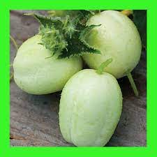 Crystal Apple Cucumber Vegetable Seeds for Planting - Heirloom & Non-GMO Garden Seeds