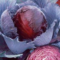 Red Express – Organic Cabbage Seed