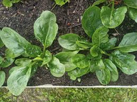 Lizard – Spinach Seed