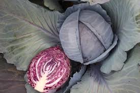 Omero – Cabbage Seed