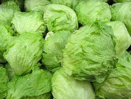 Lettuce Ice Berg Crispiano Vegetable Seeds