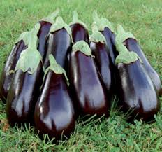 Eggplant- Florida Market