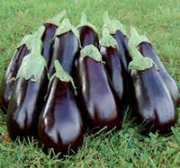 Eggplant- Florida Market