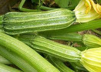 Costata Romanesco Zucchini Seeds for Planting – Heirloom and Non-GMO Garden Seeds