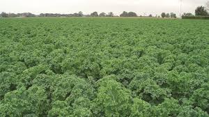 Starbor – Kale Seed