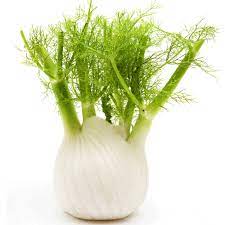 Florence Fennel
