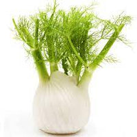 Florence Fennel