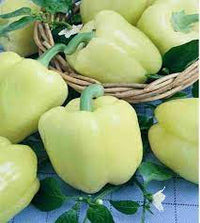 Capsicum White, Bell Pepper Ivory White Vegetable Seeds