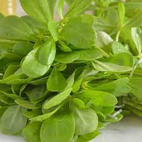 Purslane- Green