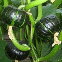 Kabocha japanese Vegetable Pumpkin Seeds for Planting – Heirloom, Non-GMO, Sweet & Nutty Flavor