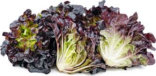 Lettuce- Oakleaf Red