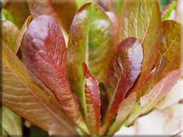 Lettuce- Cimmaron