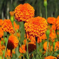 Giant Orange – Marigold Seed