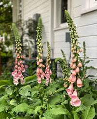Pink Gin – Digitalis Seed