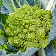 Broccoli- Romanesco