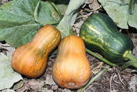 Honeynut – Organic Butternut Squash Seed