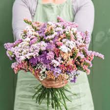 Statice- Twilight Lilac