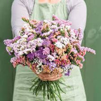 Statice- Twilight Lilac