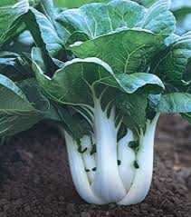 Joi Choi – Bok Choy Seeds