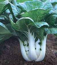 Joi Choi – Bok Choy Seeds
