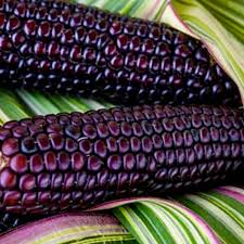 Corn, Maize- Striped Japonica
