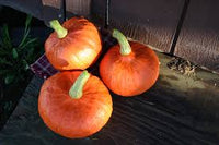 Sunshine – Treated Kabocha Squash Seed