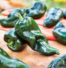 Baron – Ancho Pepper Seed