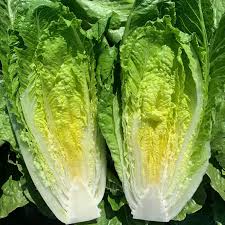 Sunland – Romaine Lettuce Seeds