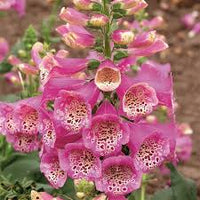 Camelot Rose – Digitalis Seed