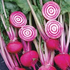 Chioggia Guardsmark – Beet Seed